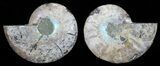 Polished Ammonite Pair - Agatized #56277-1